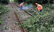 Konkan railway service hit as the  tree falls on the Track